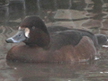 Ferruginous Duck x Greater Scaup hybrid